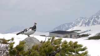 ライチョウ