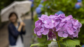 紫陽花と傘をさす女性