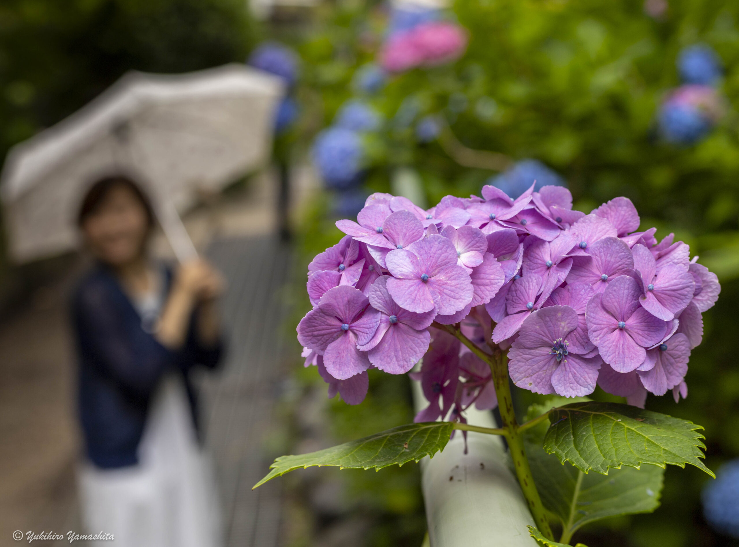 紫陽花と傘をさす女性