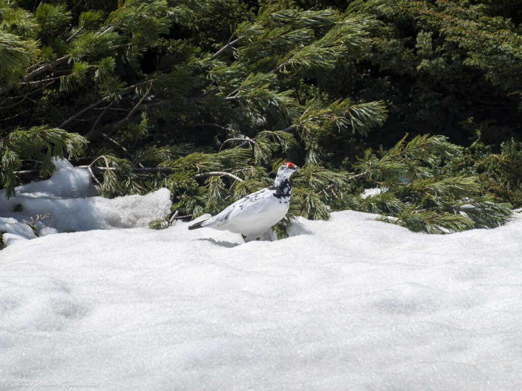 ハイマツ林の前の雪の上を歩くライチョウのオス